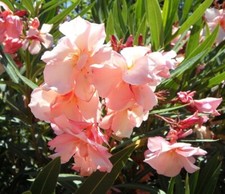 Oleander Stecklinge
