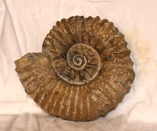 AMMONIT Fossilie Schnecke