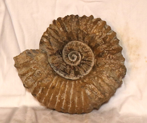 Ammonit fossilie schnecke - fossilie,