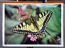 Schulwandkarte Rollbild vintage Foto Poster Schmetterling Schwalbenschwanz