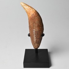 Höhlenbär Eckzahn 10.6cm