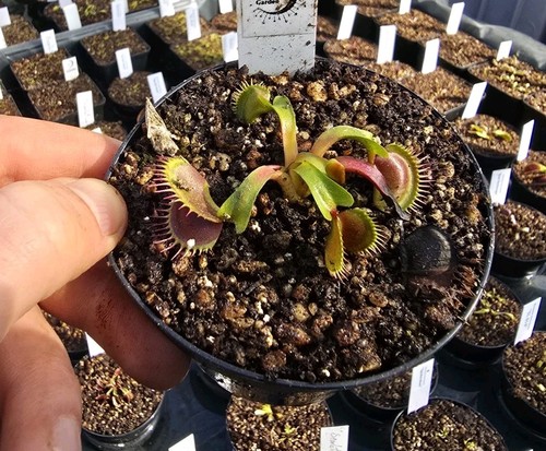 Dionaea muscipula spotty - dionaea, 'spotty'