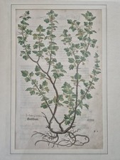 Krüselbeer - Leonhart Fuchs