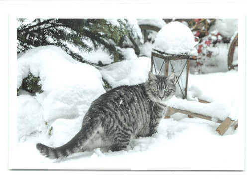 Postkarte katze neu - ak,