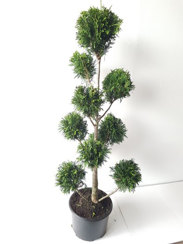 Gartenbonsai thuja martin - thuja, 'martin'