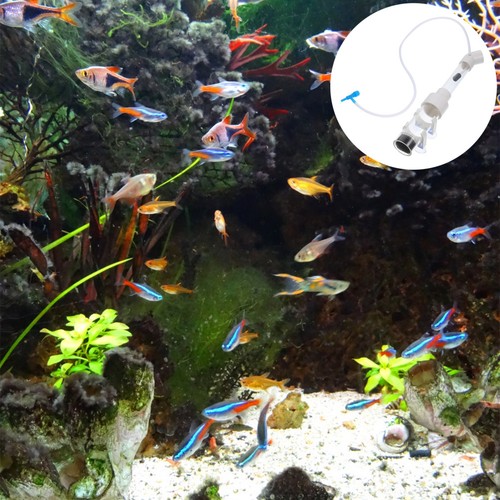 Set cichlid hatchery - 1,