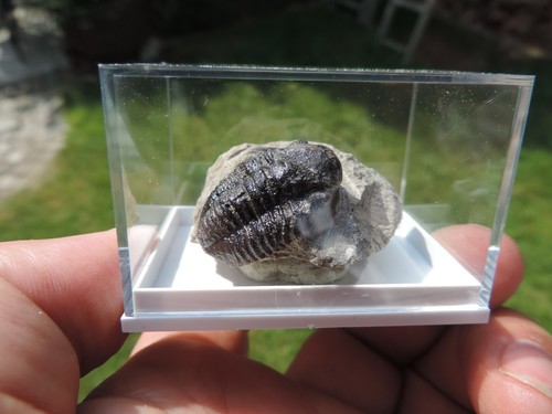 Schöner trilobit gerastos - trilobit,
