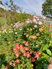 Dahlien 1 - dahlien,