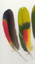Bunte farbige - 2,