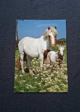 AK Pferdepostkarte, Welsh Mountain Stute mit Fohlen, Schecke, Horse