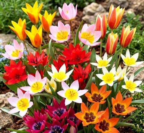 Besonderer wildtulpen mix - besonderer,