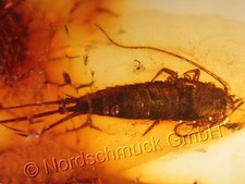 Natur Bernstein Inkluse