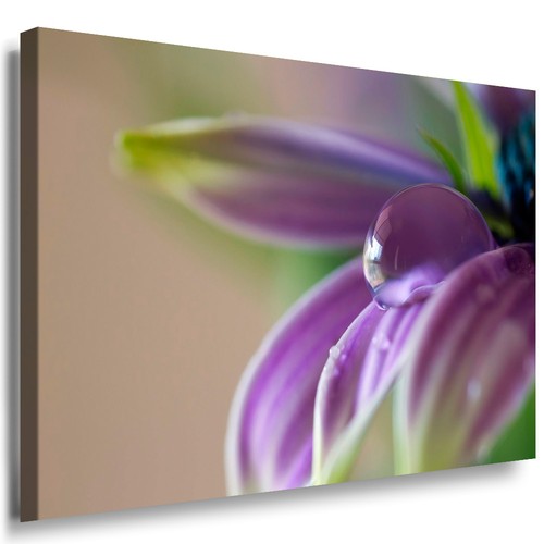 Wandbild blume violet - wandbild,