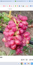 Weinreben tafeltrauben - weinreben,