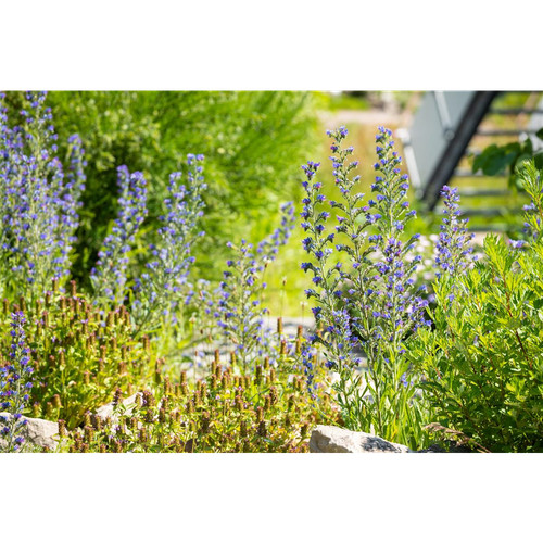 Echium vulgare gewöhnlicher - vulgare,