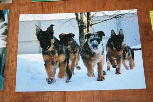 Hunde postkarte von - postkarte, xxl