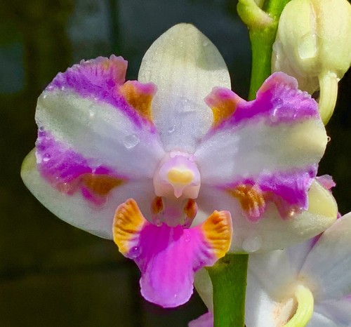 Phalaenopsis pulcherrima