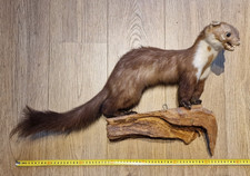 Tierpräparat Steinmarder
