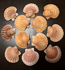 12 sehr schöne Jakobsmuscheln 11 cm multicolor  bezaubernde Farbe Motiven Mobile