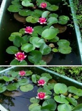 rote Seerose blühende