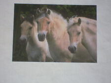 AK Fjordpferde Stuten  Postkarte ungelaufen, SKV-Edition, Zustand neuwertig