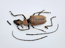 Cerambycidae, Rosenbergia