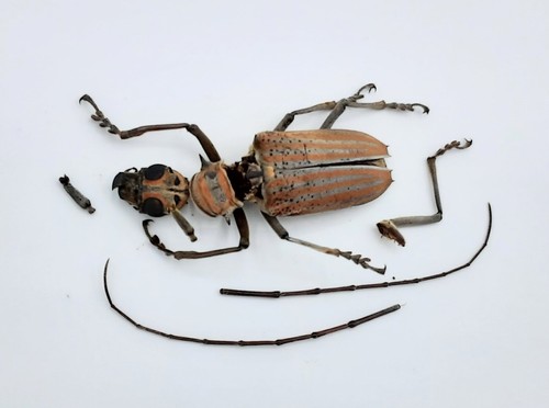 Cerambycidae rosenbergia - cerambycidae,,