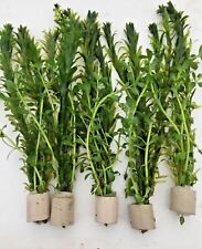 2 in 1 Bundpflanzen. Bund 7 Stängel  Aquariumpflanzen Wasserpflanzen 