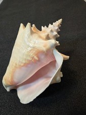 Riesen Muschel XXL, rosa