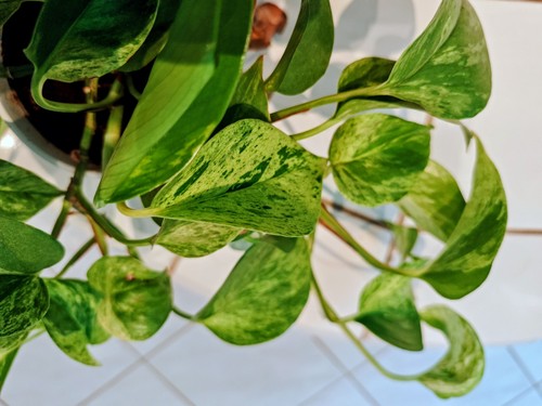 Epipremnum marble queen - marble,