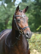 BUSSE Trense MODENA -