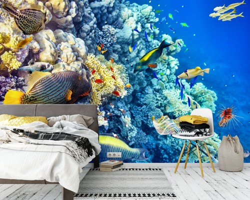 Fische koralle q2655 tapete - fische,