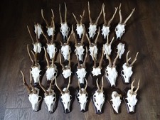 71 Rehbock Gehörn Geweihe Jagdtrophäen + Wandbrett + Klammern + 11 Bretter