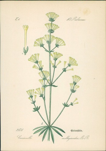 Chromolithographie - ,