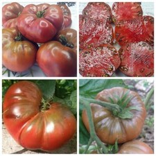 Polaris Полярис (Полярная звезда) Tomate Samen Seeds