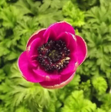 @ (◕‿◕)\@ Anemone coronaria " Sylphide "  (5) Liefertertermin