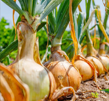 50+ Samen Zwiebel  " Slawa