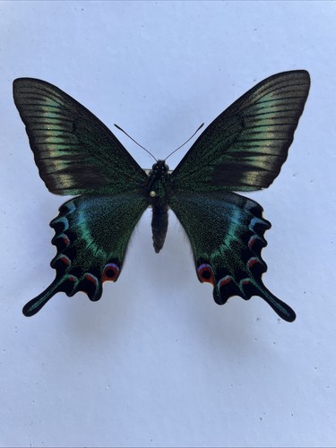 Entomologie*Papilio