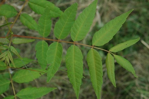 Surenbaum toona sinensis - surenbaum,