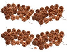 Muwse 100 Stk. Amberbaum