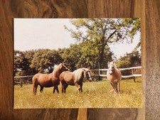 Erika Schiele Nachlass Pferdepostkarte Haflinger AK Pferd 