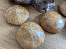 Versteinerter Seeigel