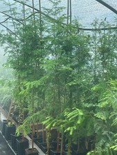 3 St. Urwelt-Mammutbaum