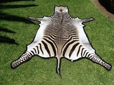 Echtes Hartmann Bergzebrafell mit Filzunterlage (Cities Genehmigung vorhanden)