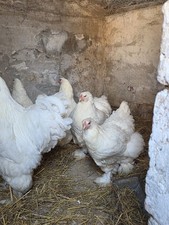 Große Brahma be 10 STK