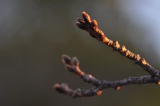 Getestet! Nikon Ai-s Ais Micro