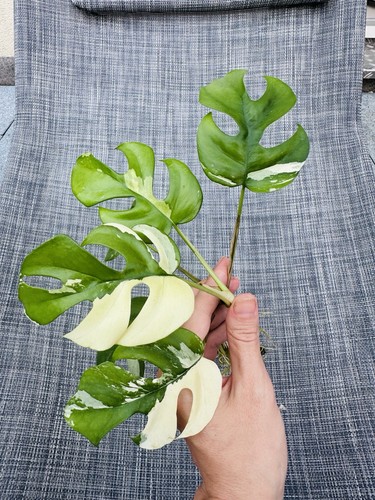 Monstera rhaphidophora - monstera,