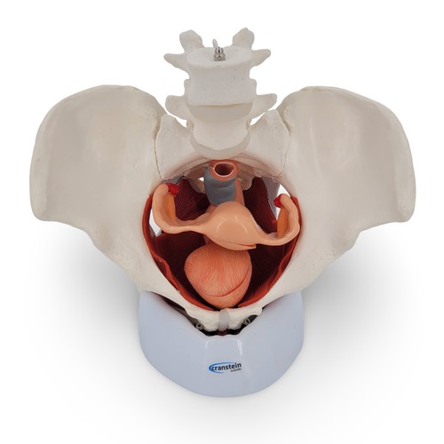 Weibliches becken anatomie - becken,