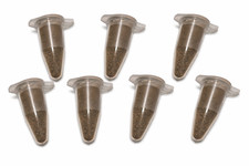 Feenkrebse Thailandensis 7x