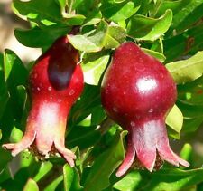SAMEN exotisch ZIER GRANATAPFEL der kleine Bruder des grossen Granatapfel Baum